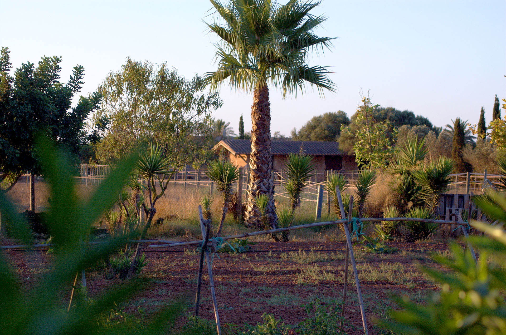 finca Urlaub Mallorca Haus vermieten Wohnung Bauernhof Palma Strand es trenc Schwimmbad Pferde sa rapita ses covetes Ferienvermietung Hochzeit Ferienvermietung Radfahren velo mallorca 30  