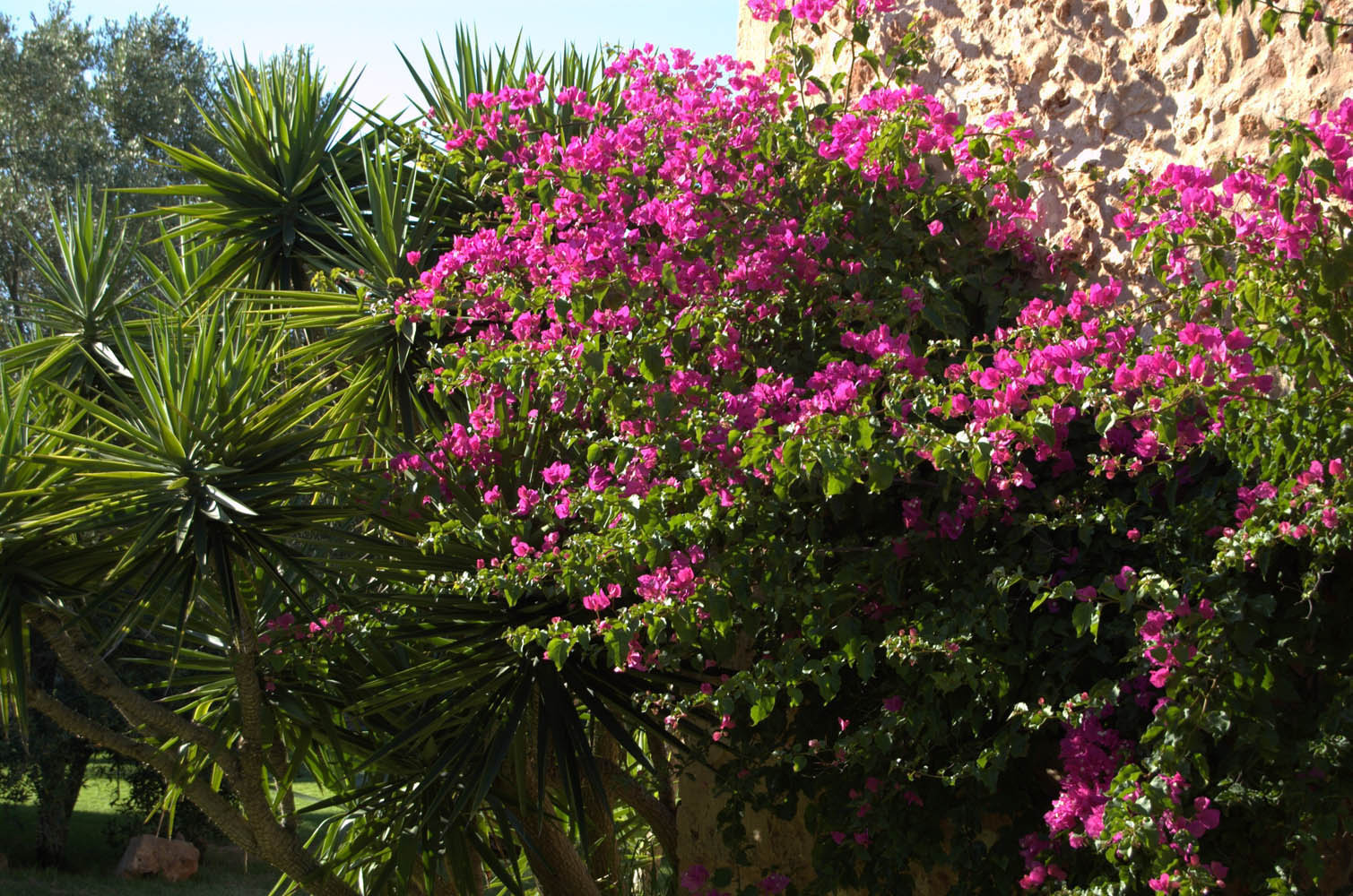 house apartment Palma mallorca Beach es trenc swimming pool horses animals sa rapita ses covetes Finca holiday renting lettings property rent Events seminar cycling estrenc 006 