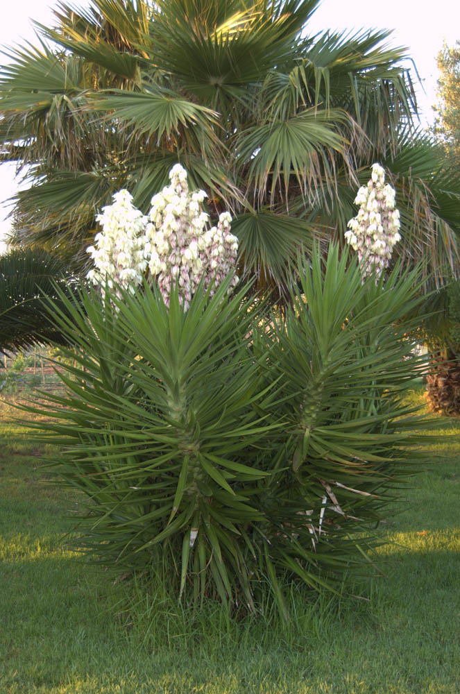 house apartment Palma mallorca Beach es trenc swimming pool horses animals sa rapita ses covetes Finca holiday renting lettings property rent Events seminar cycling estrenc 024 