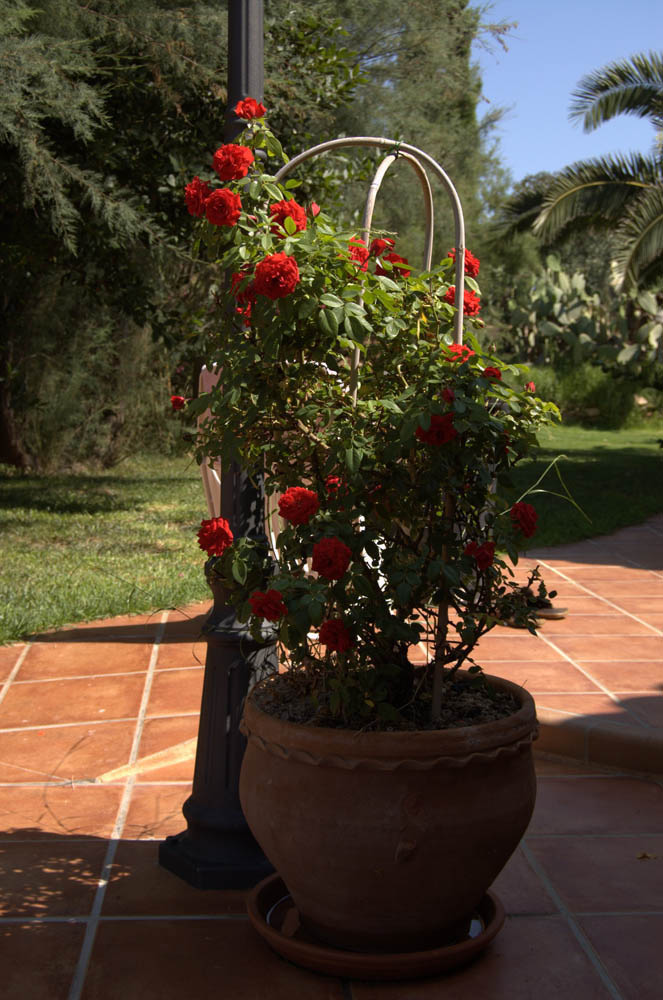 house apartment Palma mallorca Beach es trenc swimming pool horses animals sa rapita ses covetes Finca holiday renting lettings property rent Events seminar cycling estrenc 034 