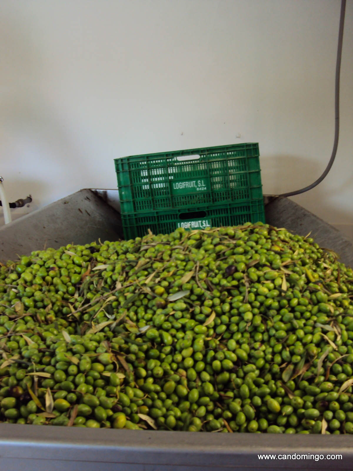 olive oil mallorca house apartment Palma Beach es trenc swimming pool horses animals sa rapita ses covetes Finca holiday renting lettings property rent Events seminar cycling 60 