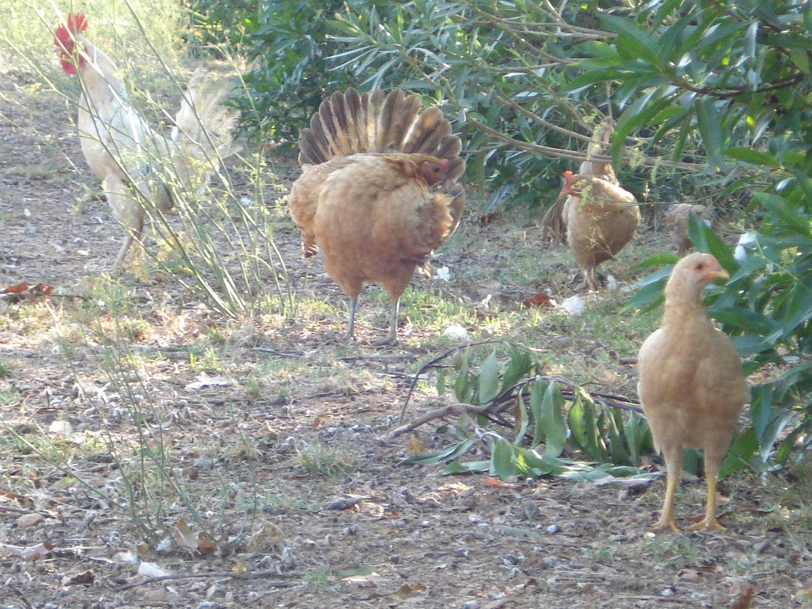 palma majorque mallorca plage es trenc logement a la ferme sa rapita ses covetes finca piscine location vacances propriete a louer event seminaire reunion golfe mariage stage velo chevaux estrenc 007 