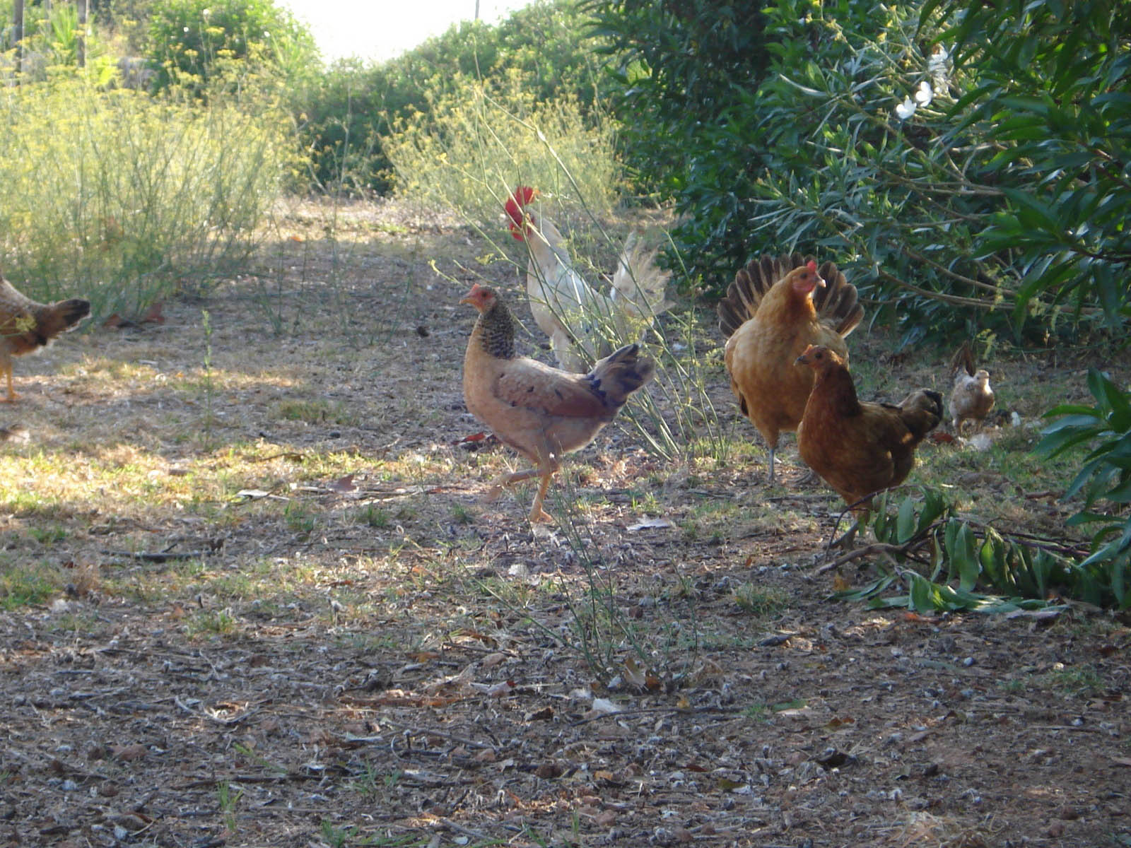 palma majorque mallorca plage es trenc logement a la ferme sa rapita ses covetes finca piscine location vacances propriete a louer event seminaire reunion golfe mariage stage velo chevaux estrenc 008 