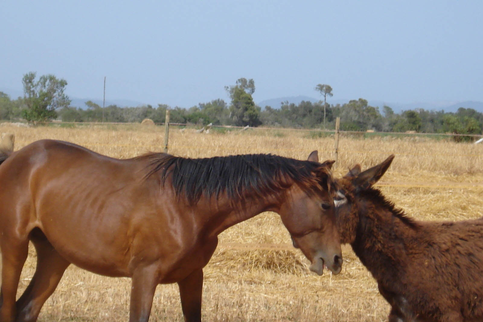 palma majorque mallorca plage es trenc logement a la ferme sa rapita ses covetes finca piscine location vacances propriete a louer event seminaire reunion golfe mariage stage velo chevaux estrenc 031 