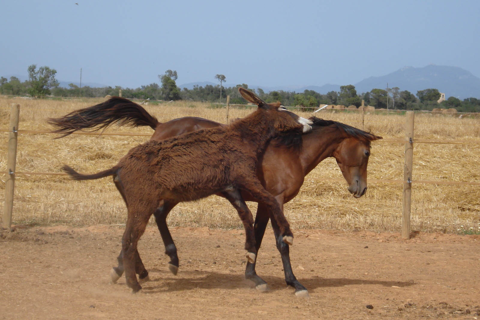 palma majorque mallorca plage es trenc logement a la ferme sa rapita ses covetes finca piscine location vacances propriete a louer event seminaire reunion golfe mariage stage velo chevaux estrenc 032 