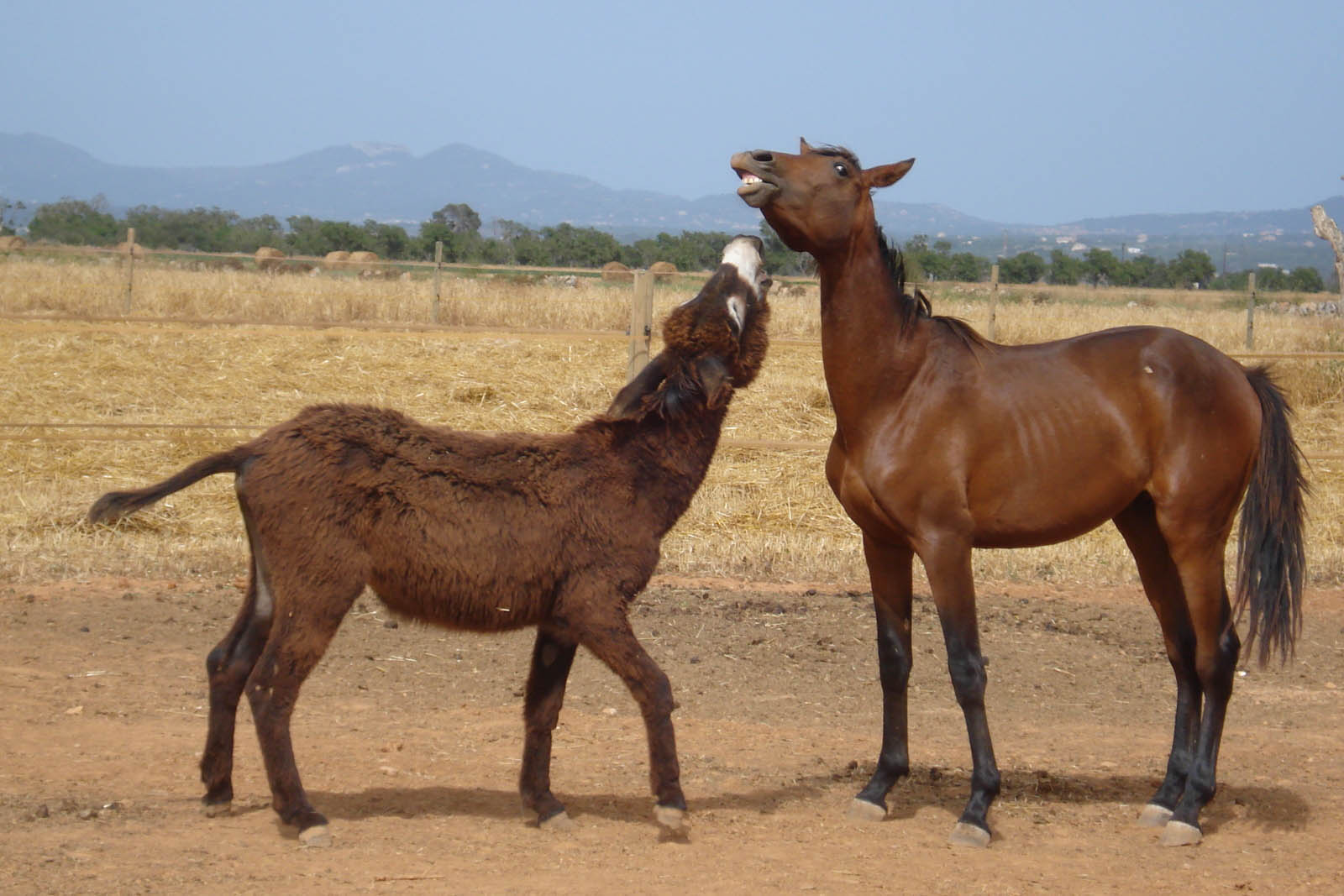 palma majorque mallorca plage es trenc logement a la ferme sa rapita ses covetes finca piscine location vacances propriete a louer event seminaire reunion golfe mariage stage velo chevaux estrenc 033 