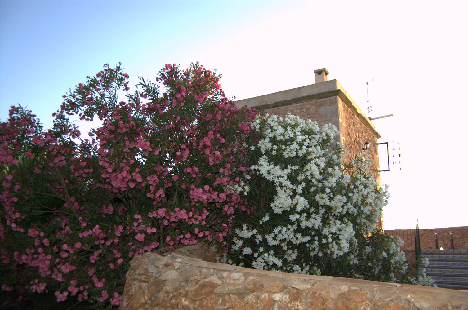 palma majorque mallorca plage es trenc logement a la ferme sa rapita ses covetes finca piscine location vacances propriete a louer event seminaire reunion golfe mariage stage velo chevaux estrenc-029 