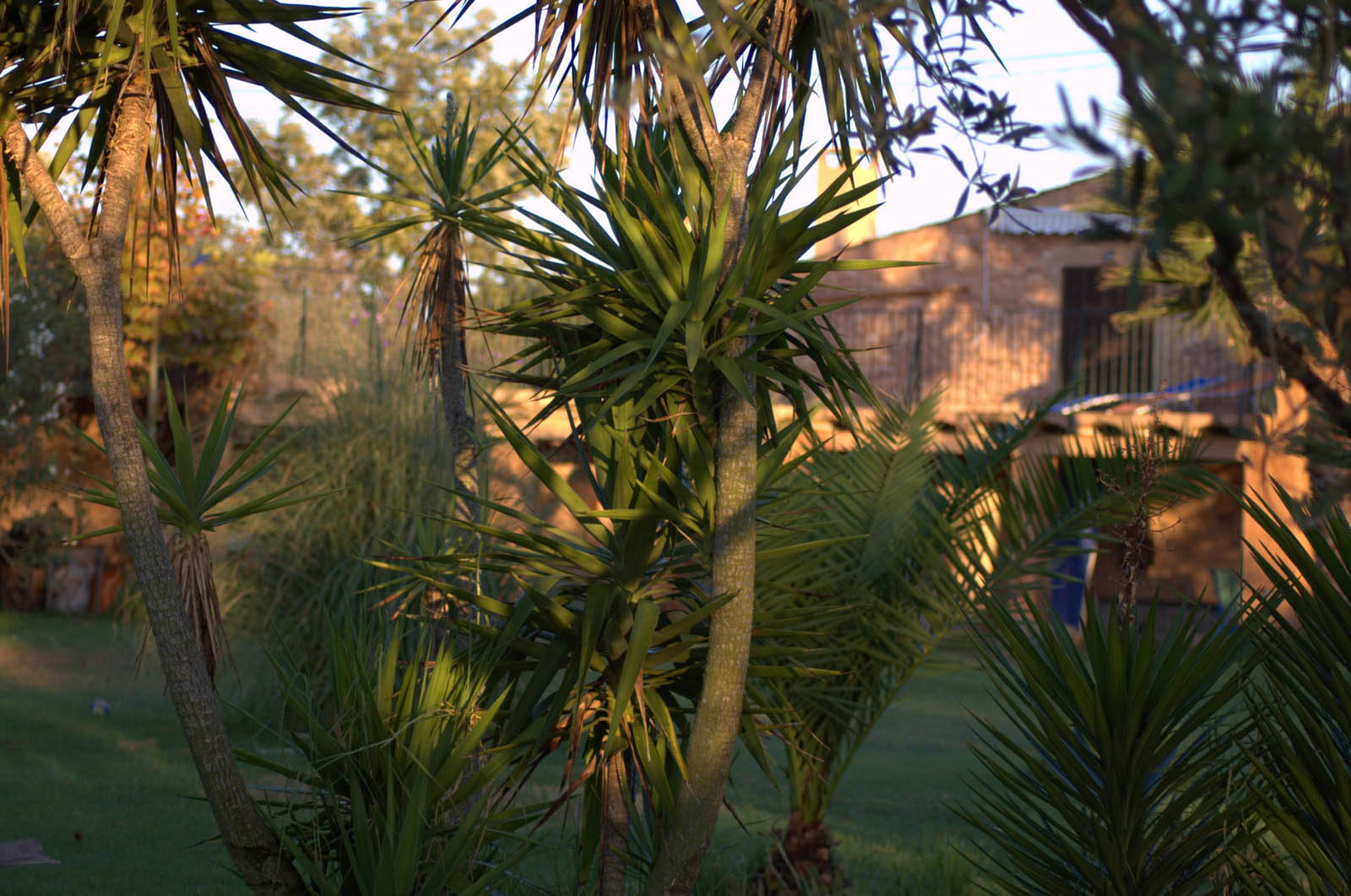 palma majorque mallorca plage es trenc logement a la ferme sa rapita ses covetes finca piscine location vacances propriete a louer event seminaire reunion golfe mariage stage velo chevaux estrenc-057 