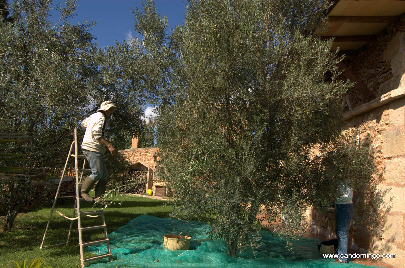 olive huile palma majorque mallorca plage es trenc logement a la ferme sa rapita ses covetes finca piscine location vacances propriete a louer event seminaire reunion golfe mariage stage velo chevaux es trenc 10 