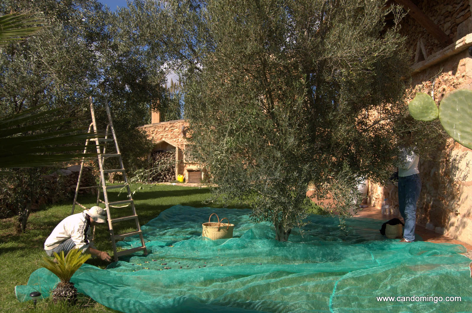 olive huile palma majorque mallorca plage es trenc logement a la ferme sa rapita ses covetes finca piscine location vacances propriete a louer event seminaire reunion golfe mariage stage velo chevaux es trenc 20 