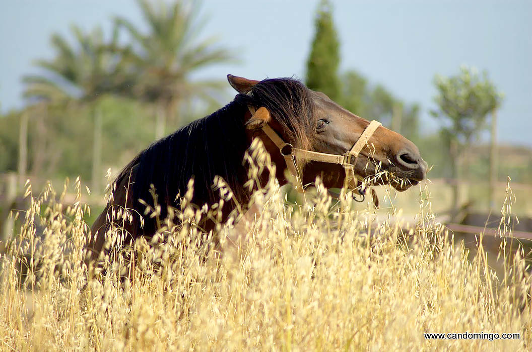 House-apartment-Palma-mallorca-Beach-es-trenc-swimming-pool-horses-animals-sa-rapita-ses-covetes-Finca-holiday-renting-lettings-property-For-rent-Events-seminar-velo-cycling-zh010