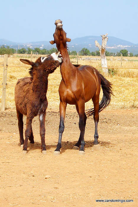 House-apartment-Palma-mallorca-Beach-es-trenc-swimming-pool-horses-animals-sa-rapita-ses-covetes-Finca-holiday-renting-lettings-property-For-rent-Events-seminar-velo-cycling-zv012